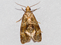Gynnidomorpha alismana